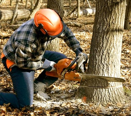 Tree Removal in Amonate, VA